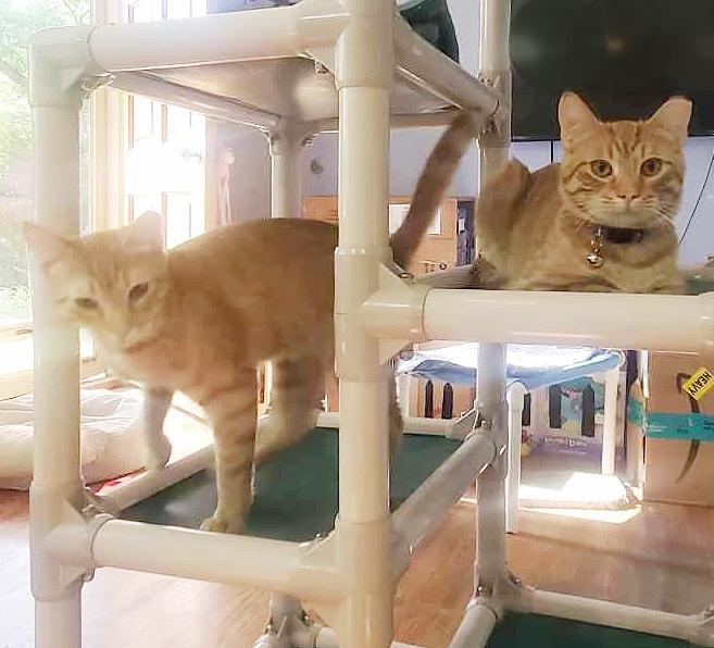 Zack & Cody, Young Male Tabby