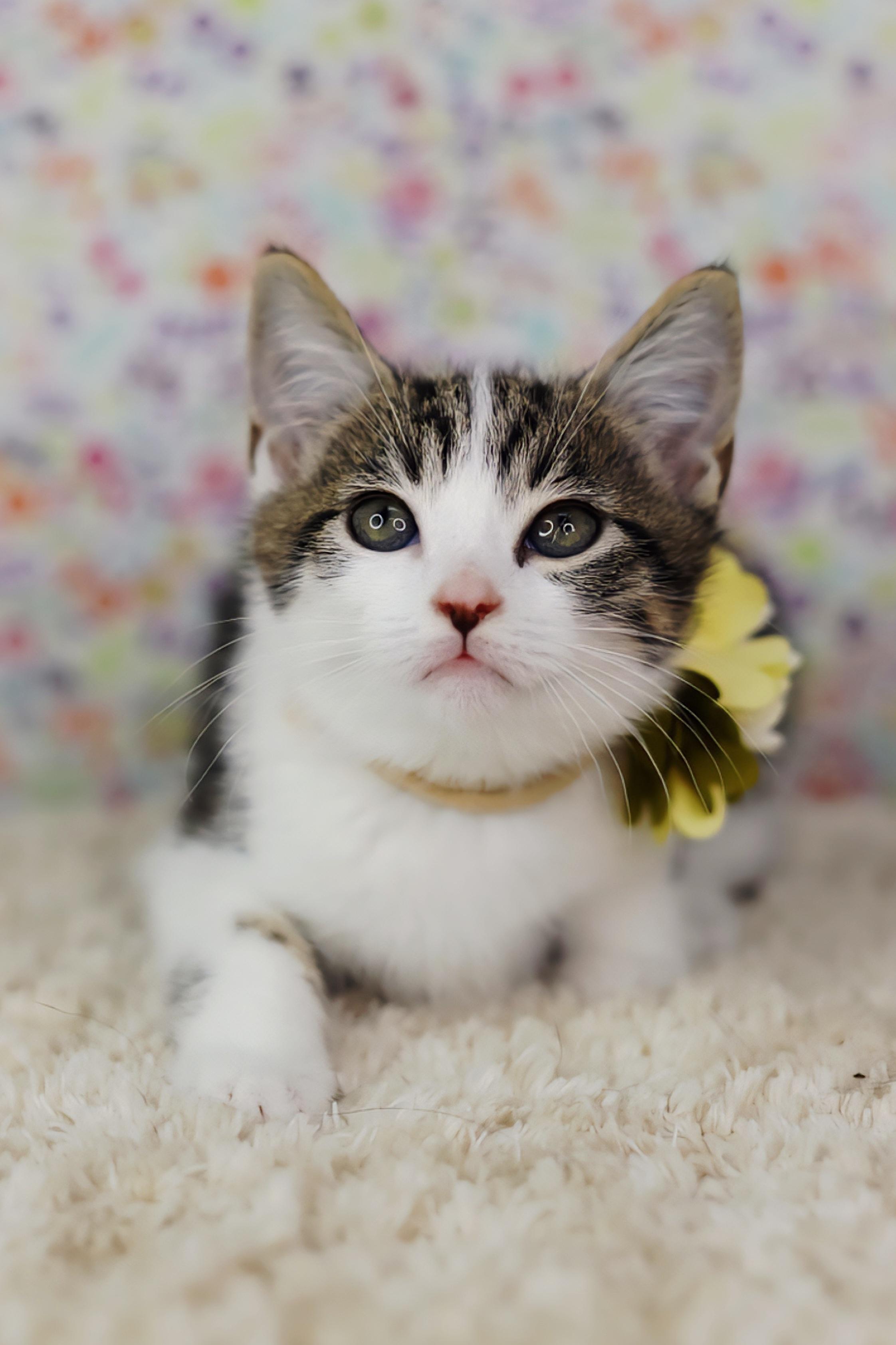 Martini, Adoptable, Young Female Domestic Short Hair.