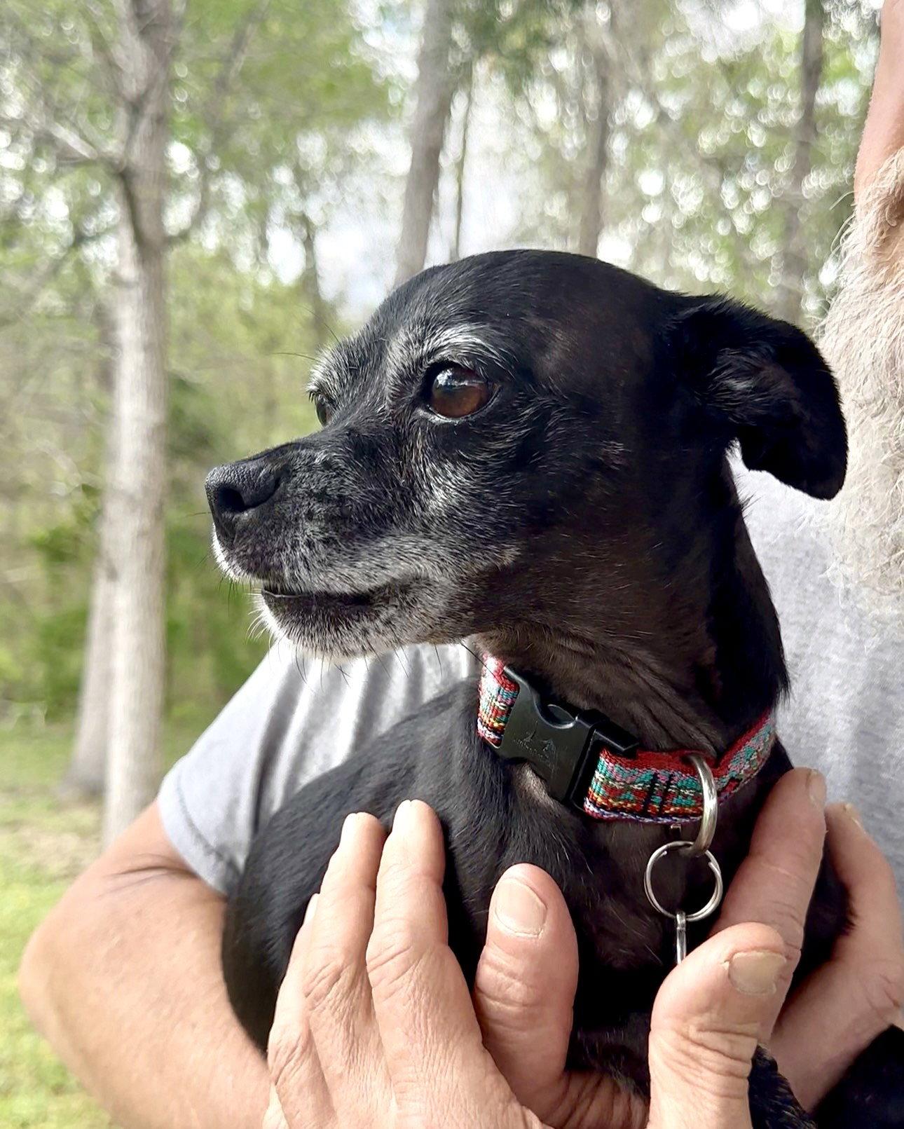 Rowdy, Adopted, Senior Male Chihuahua.