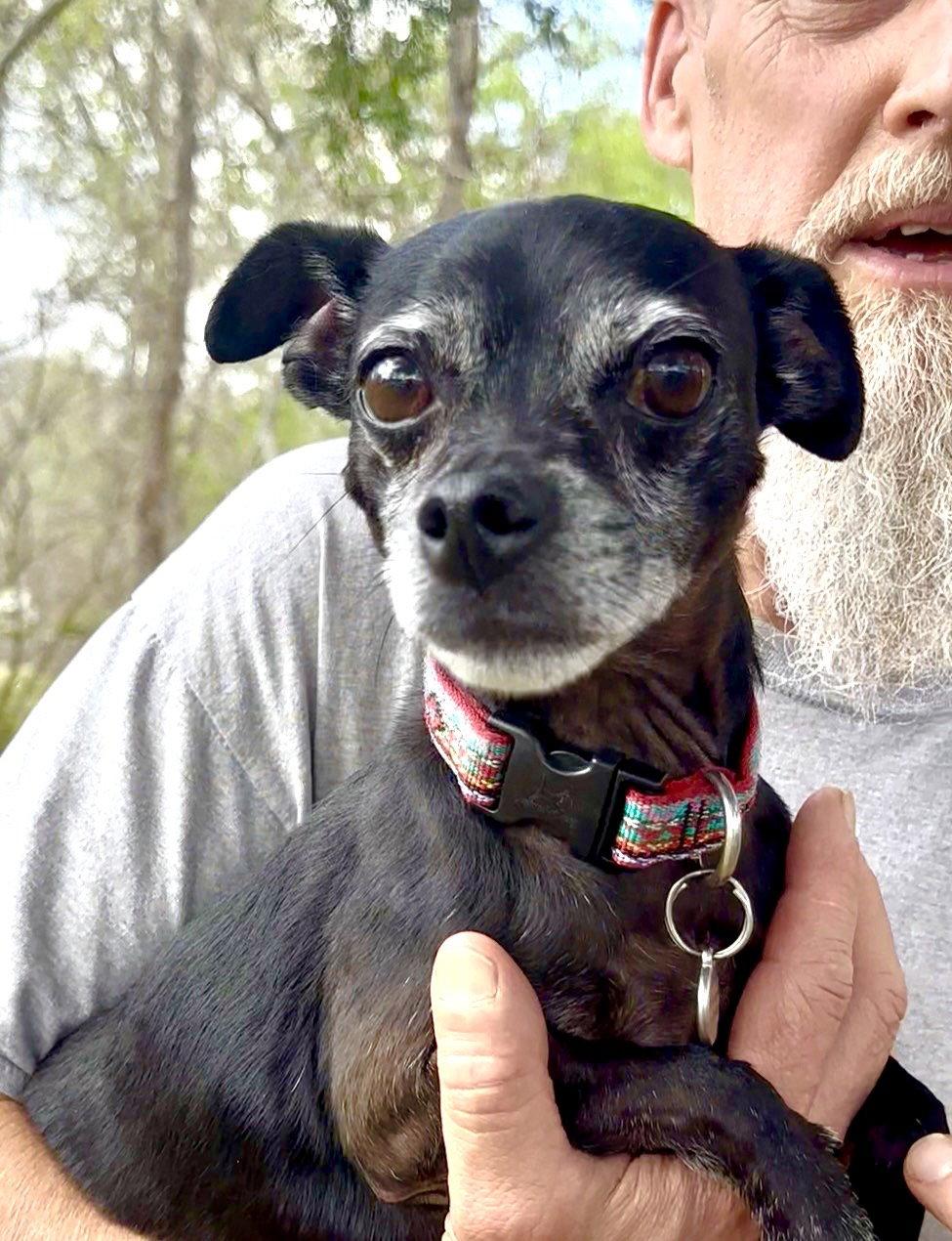 Enlarge Rowdy, a Adopted Chihuahua in Thomasville, NC image 2/3