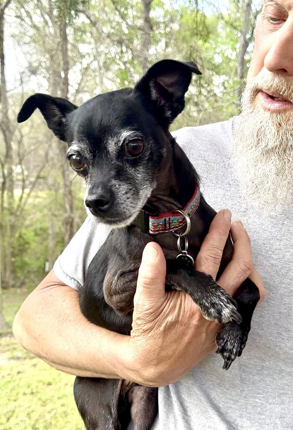 Enlarge Rowdy, a Adopted Chihuahua in Thomasville, NC image 3/3