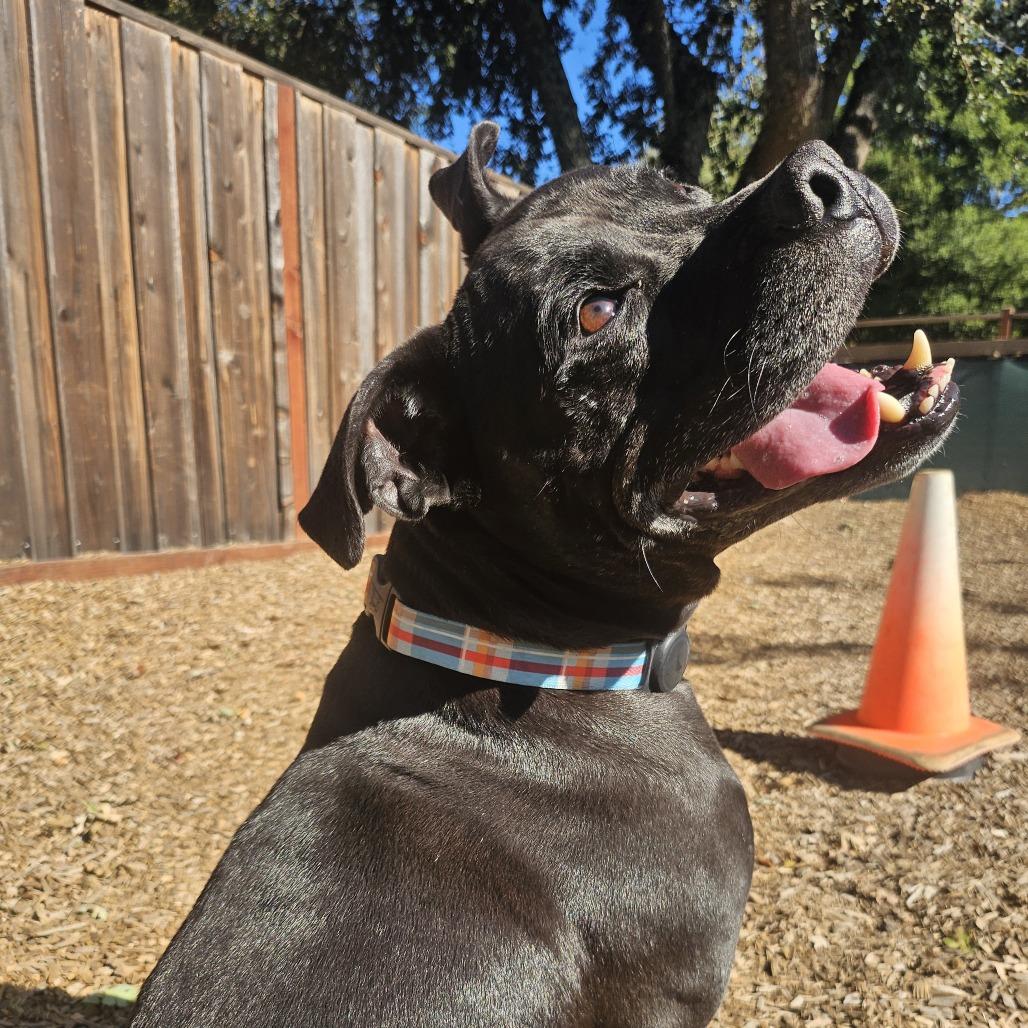 Lenny, a Adoptable Mixed Breed image 1/6