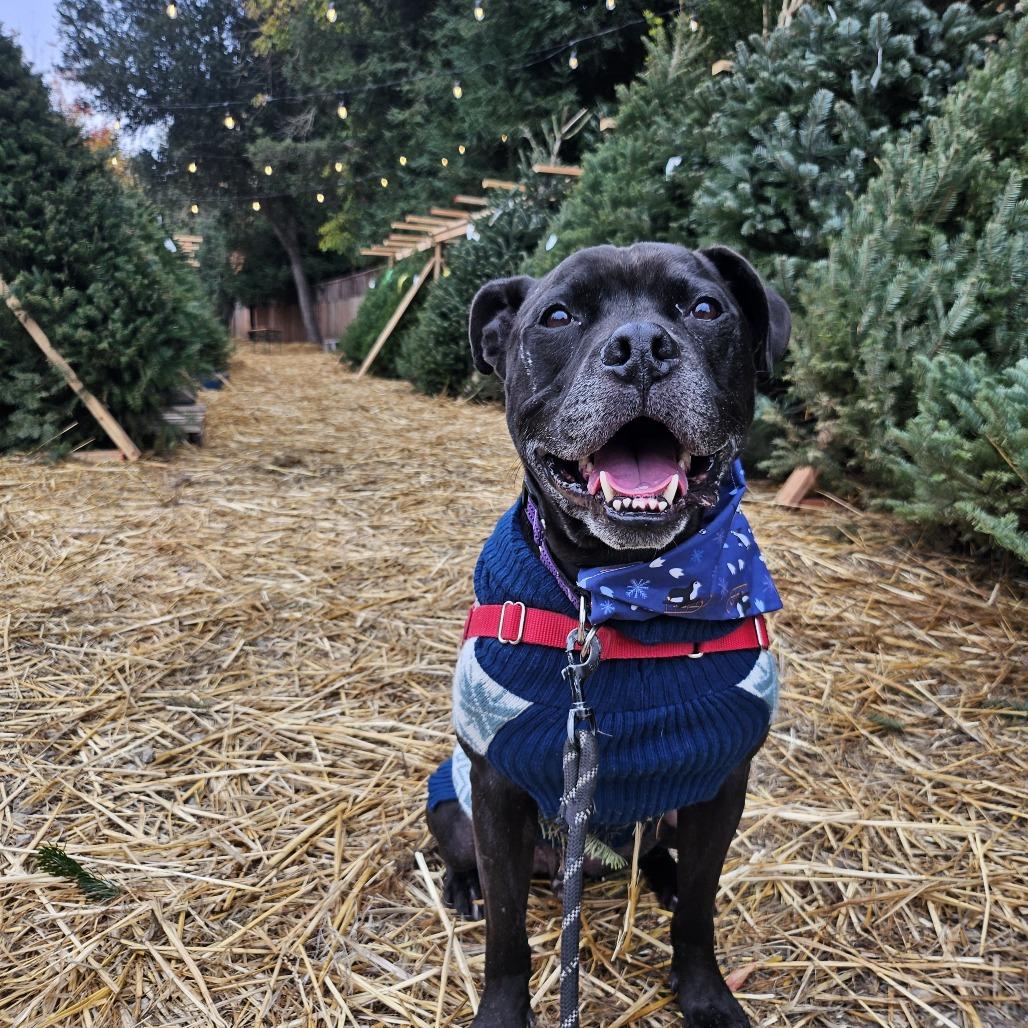 Lenny, a Adoptable Mixed Breed image 2/6