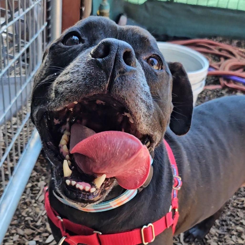 Lenny, a Adoptable Mixed Breed image 3/6