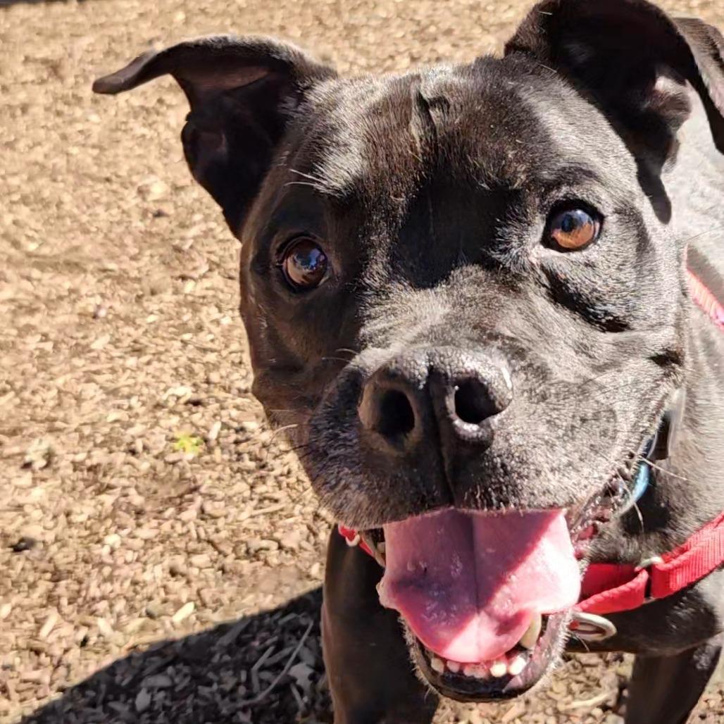 Lenny, a Adoptable Mixed Breed image 4/6