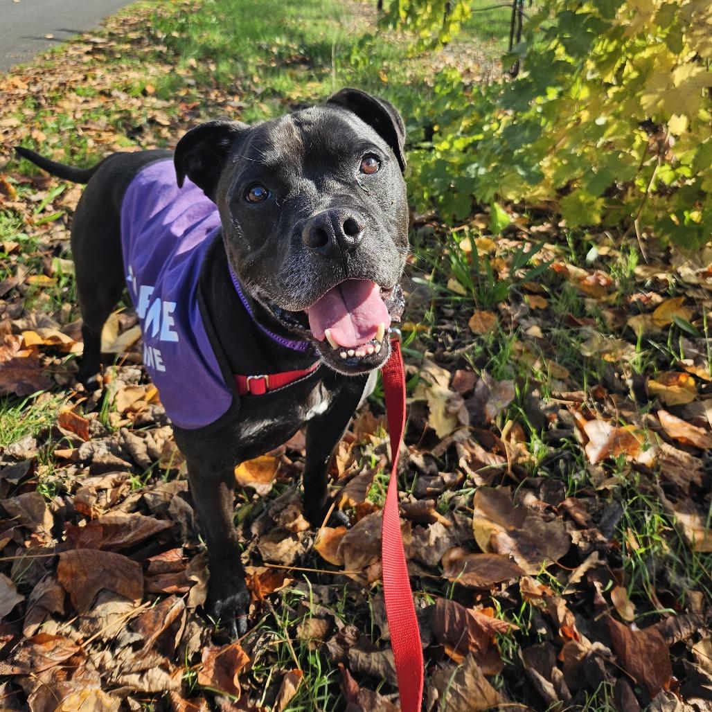 Lenny, a Adoptable Mixed Breed image 5/6