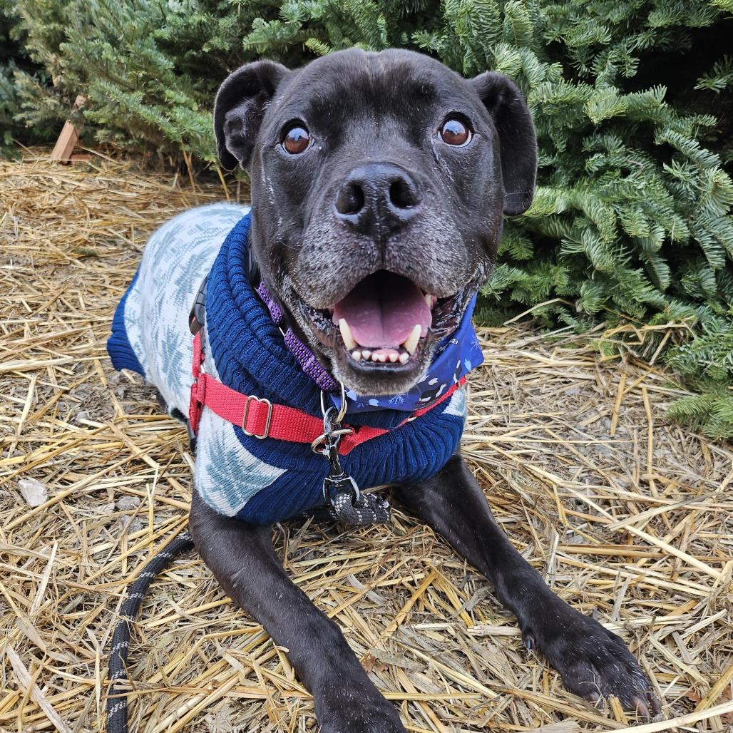 Lenny, a Adoptable Mixed Breed image 6/6