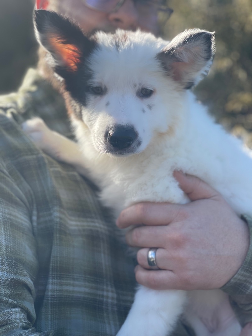 Yogi Bear, Adopted, Puppy Male Border Collie & Australian Shepherd.
