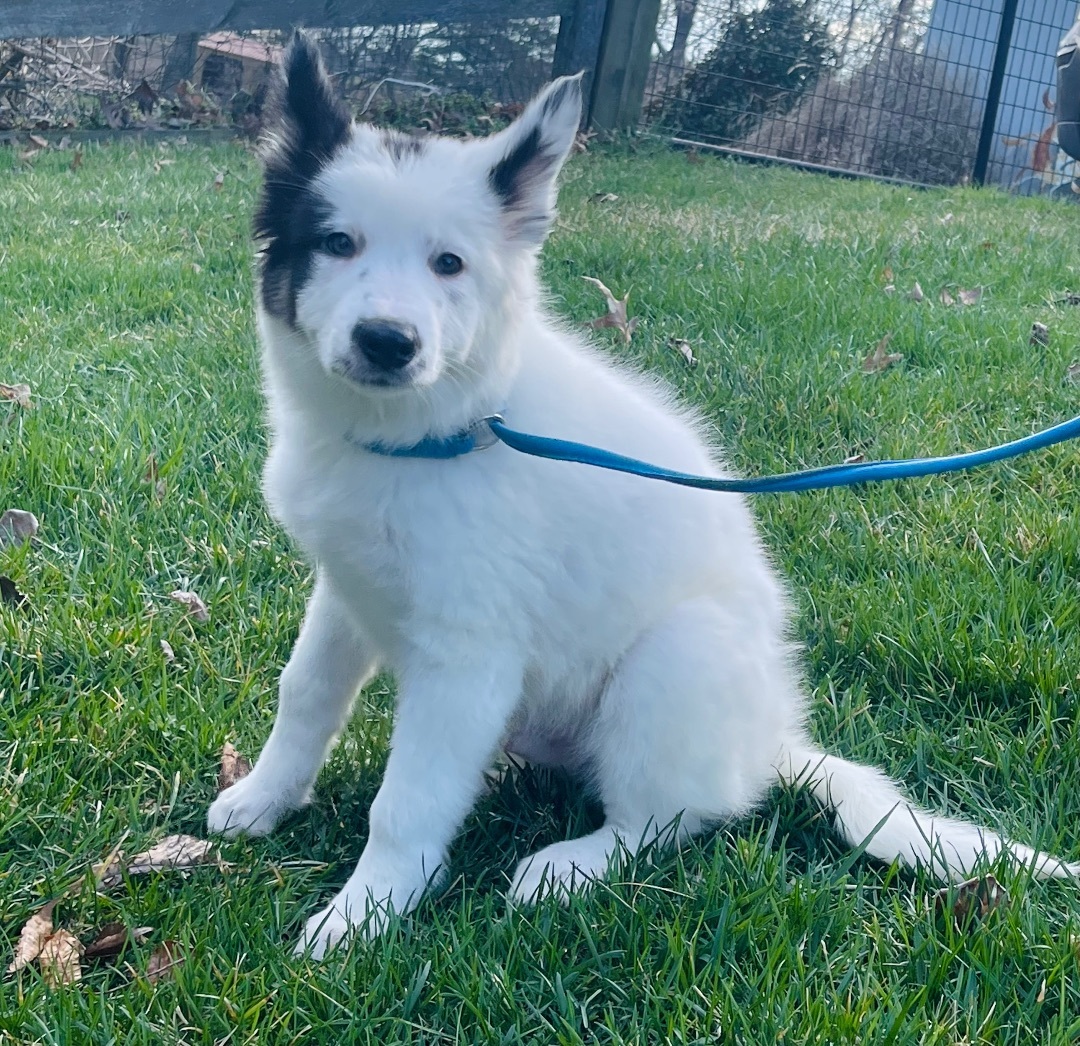 Yogi Bear, a Adopted mixed breed in Lincoln University , PA image 2/3