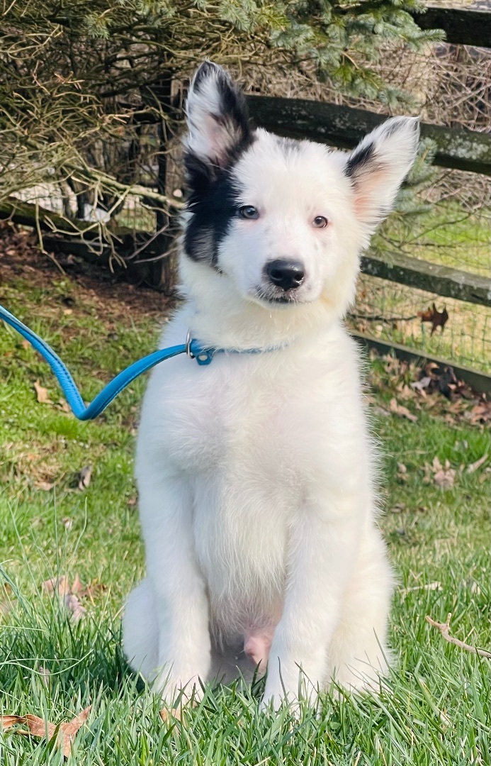 Yogi Bear, a Adopted mixed breed in Lincoln University , PA image 3/3