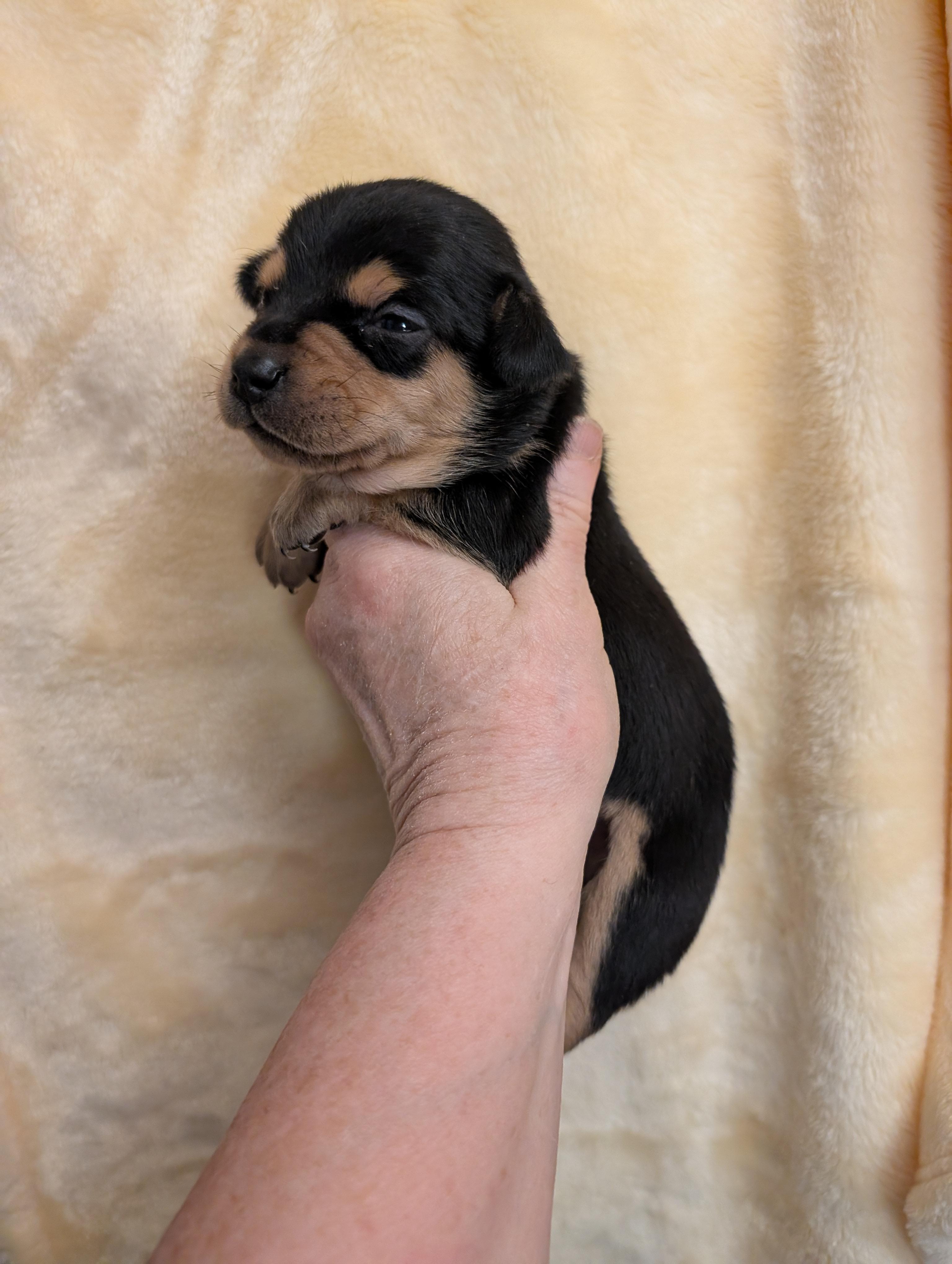Enlarge CARLY, a ADOPTABLE mixed breed in Browns Mills, NJ image 2/3