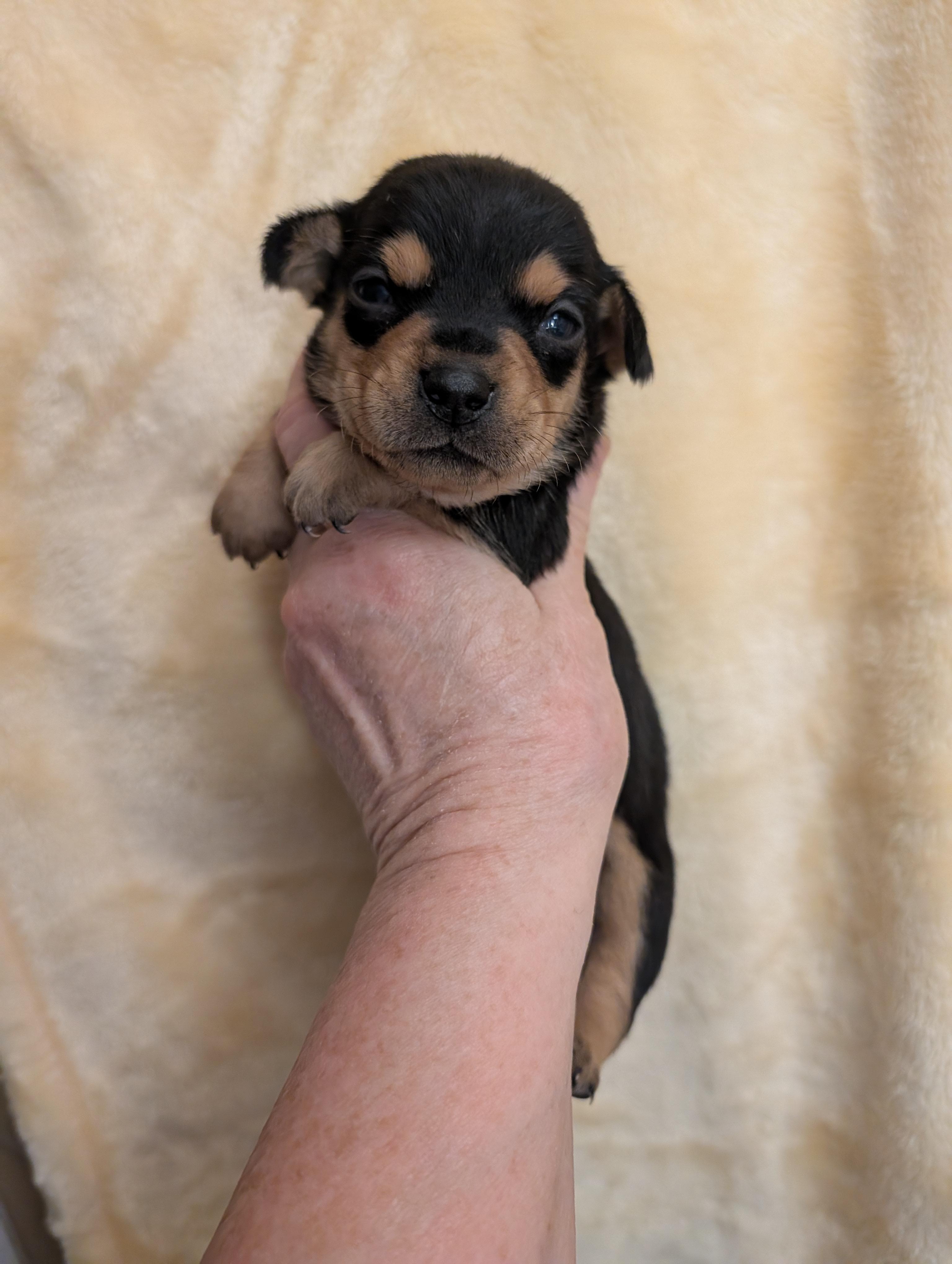 CARLY, ADOPTABLE, Puppy Female Chiweenie.