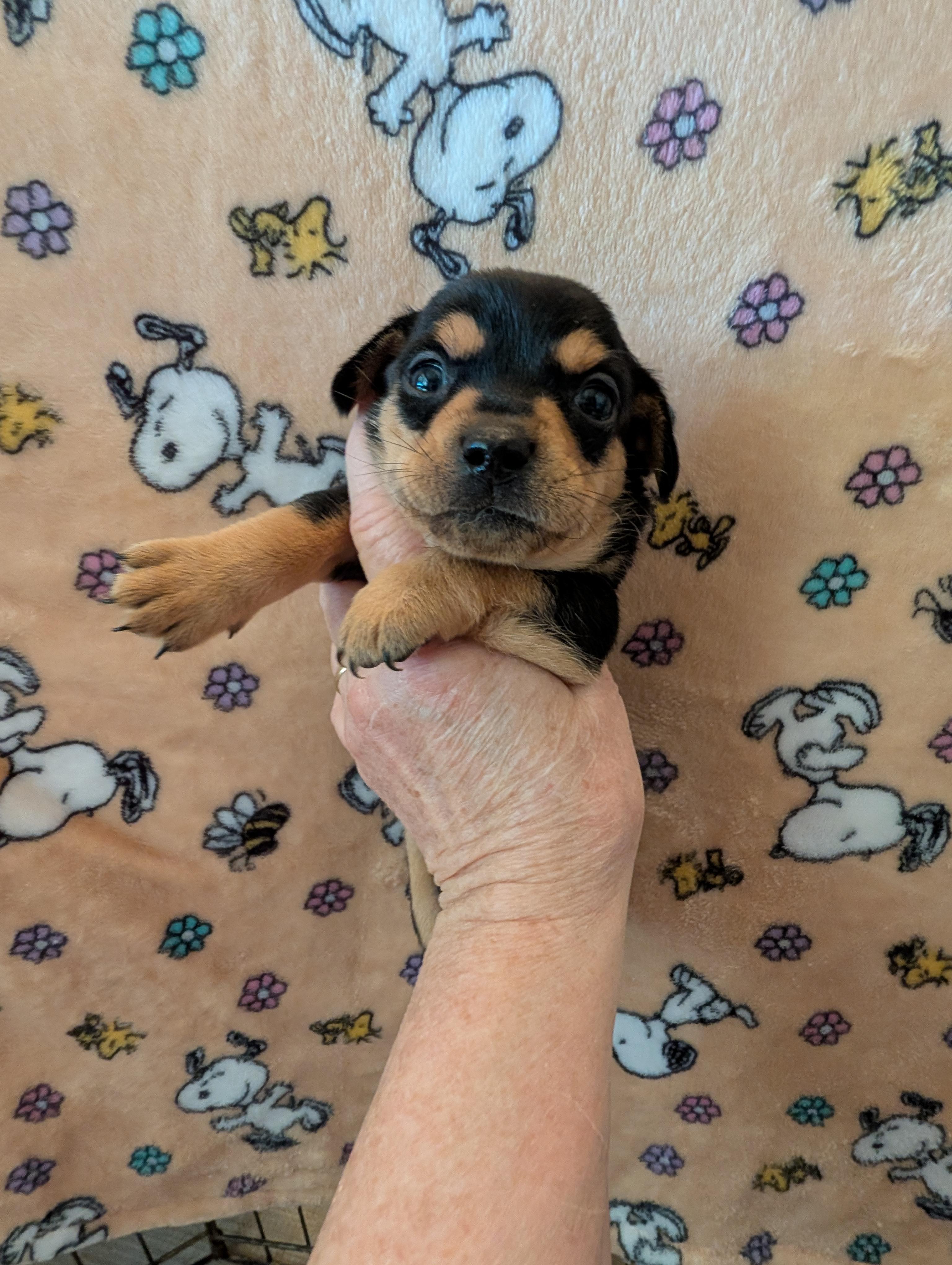 CARLY, ADOPTABLE, Puppy Female Chiweenie.