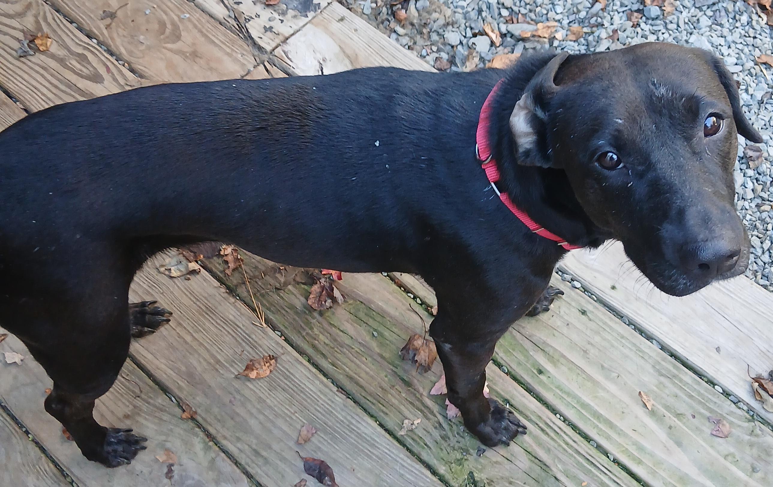 Enlarge Pebbles (Gentle, Playful, Super Sweet), a Adoptable mixed breed in Newfoundland, PA image 3/3