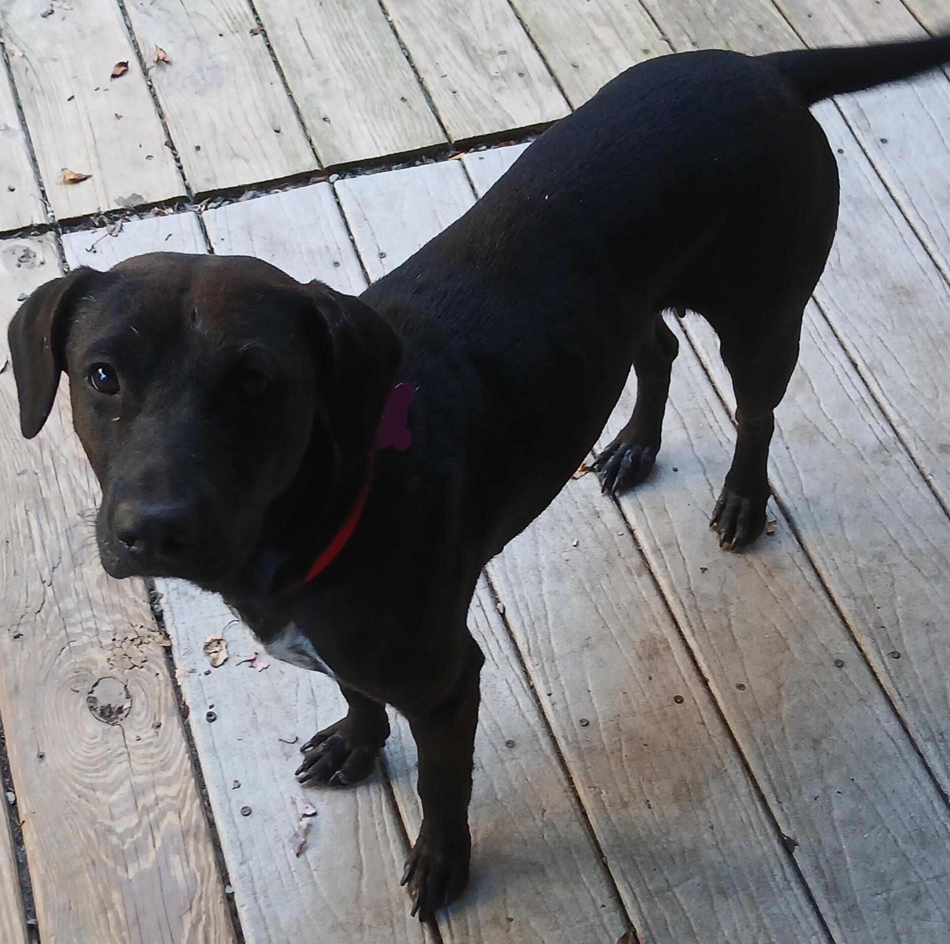 Enlarge Pebbles (Gentle, Playful, Super Sweet), a Adoptable mixed breed in Newfoundland, PA image 2/3