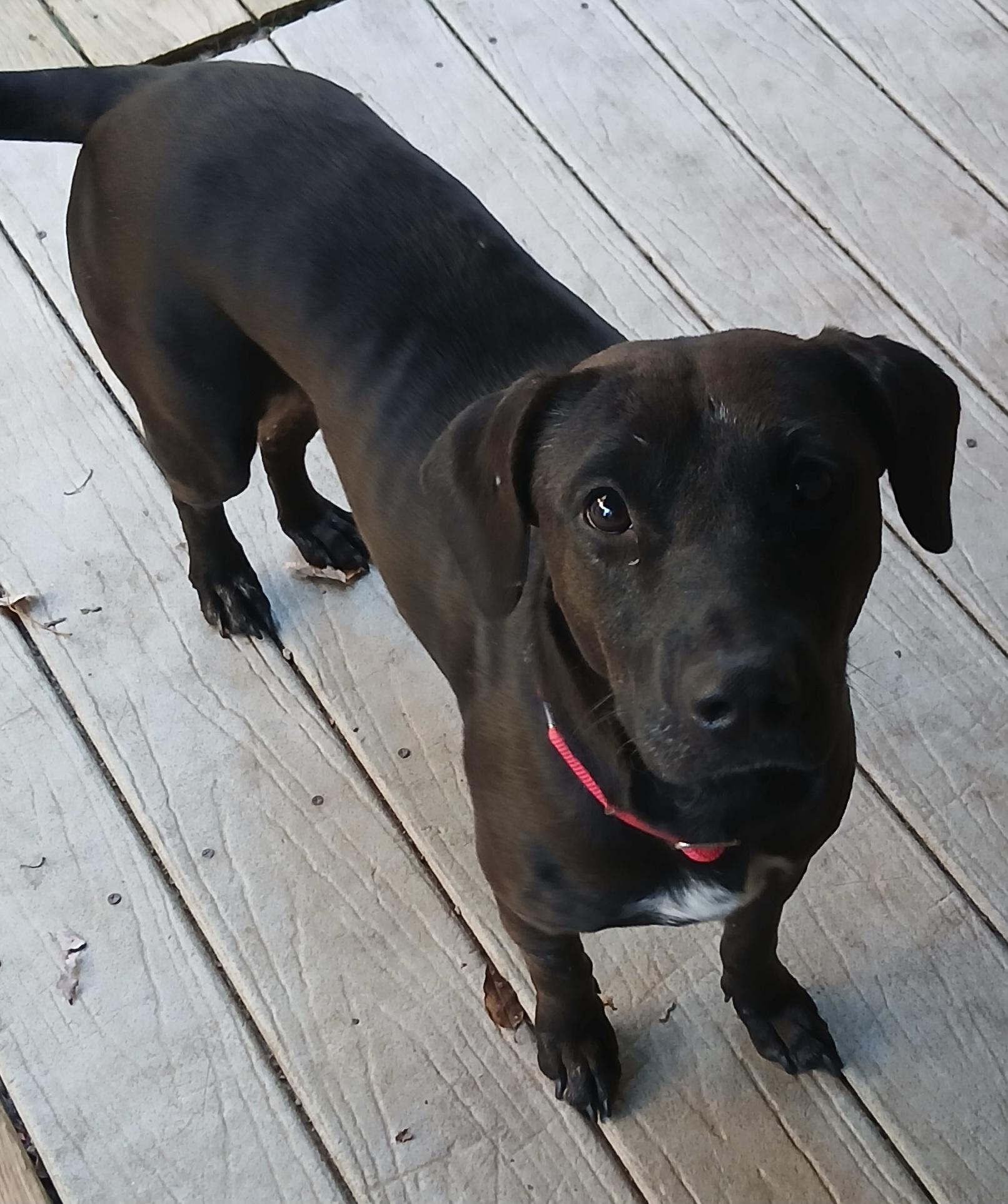 Enlarge Pebbles (Gentle, Playful, Super Sweet), a Adoptable mixed breed in Newfoundland, PA image 1/3