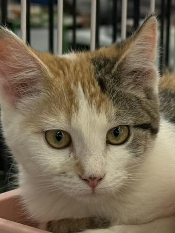 STARBURST, adopted, Kitten Female Calico & Tabby.