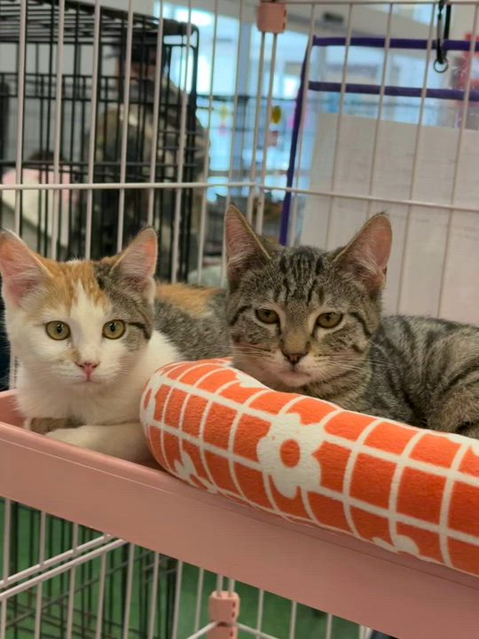 Enlarge STARBURST, an adopted mixed breed in Lake Ozark, MO video 1/4