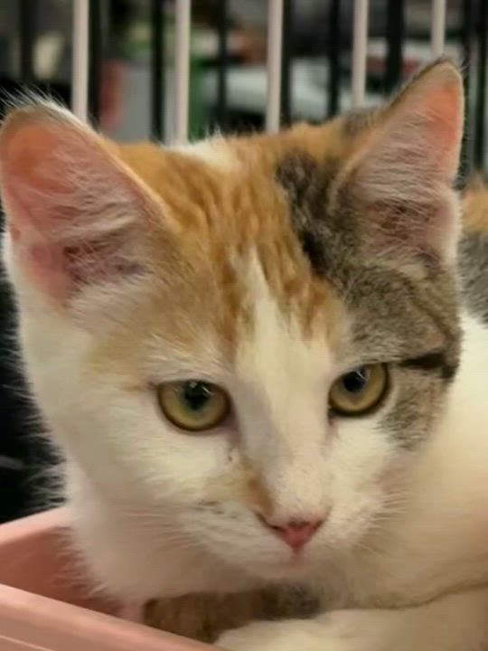 Enlarge STARBURST, an adopted mixed breed in Lake Ozark, MO video 2/4