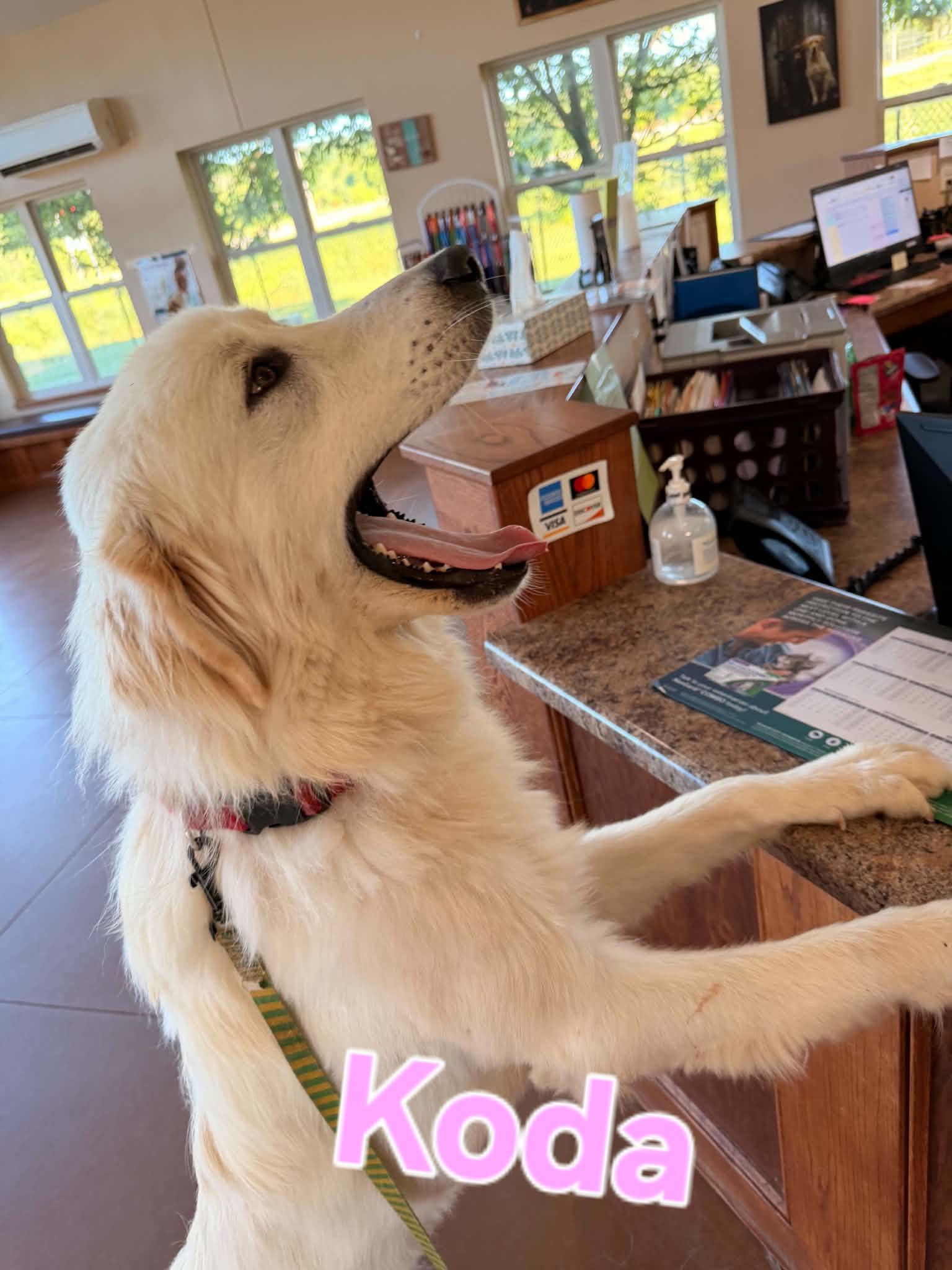 Koda, a ADOPTABLE Great Pyrenees in Cedar Rapids, IA image 4/6