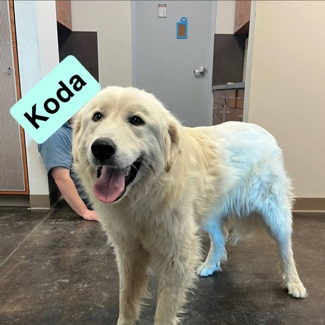 Koda, ADOPTABLE, Adult Female Great Pyrenees.