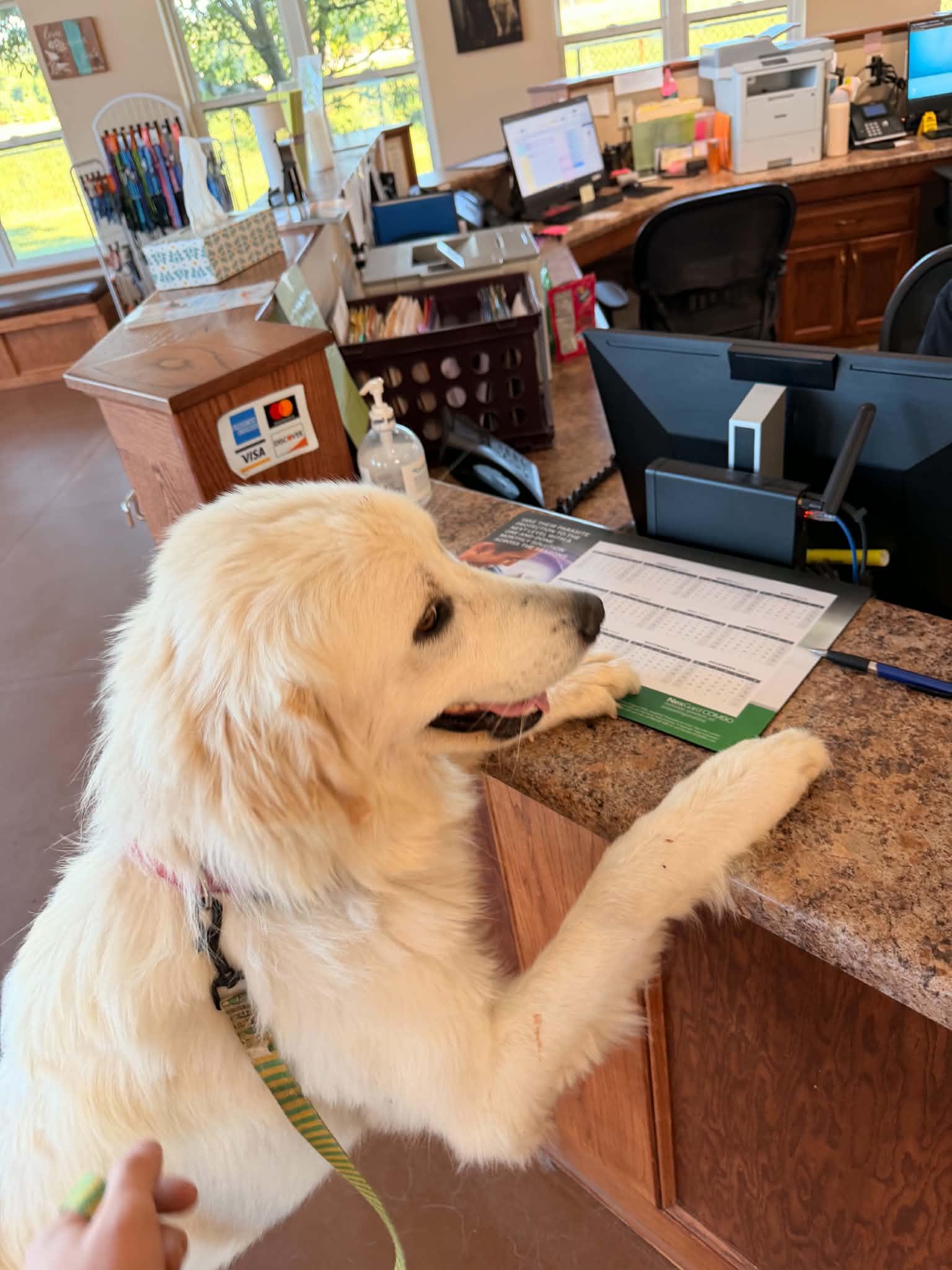 Koda, a ADOPTABLE Great Pyrenees in Cedar Rapids, IA image 2/6