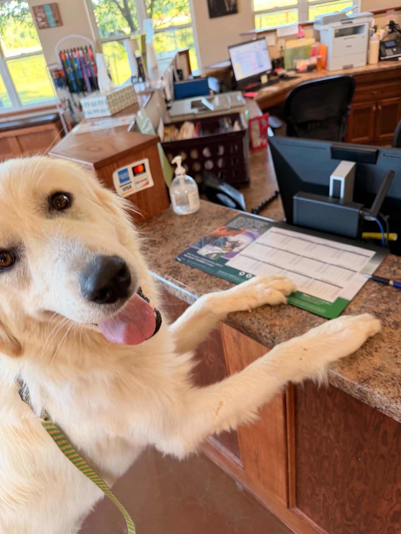 Koda, a ADOPTABLE Great Pyrenees in Cedar Rapids, IA image 3/6