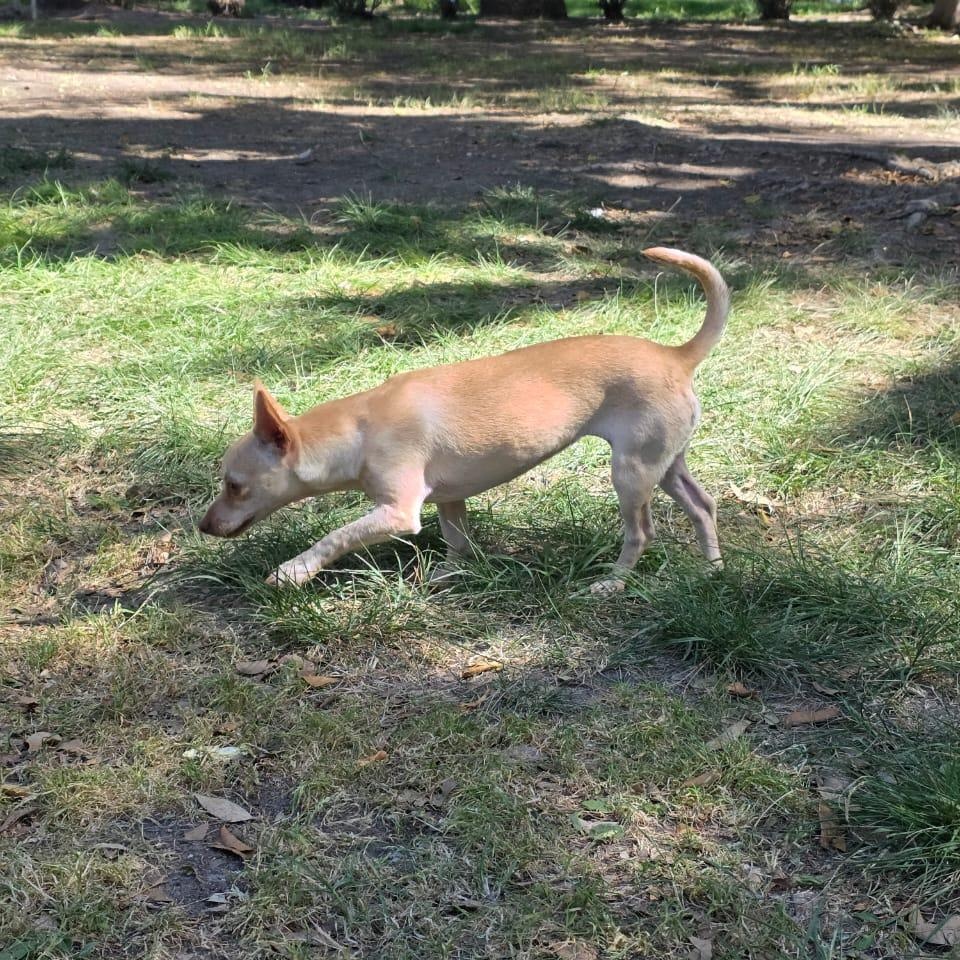 Peaky, an adopted mixed breed in Tijuana, BCN image 5/6