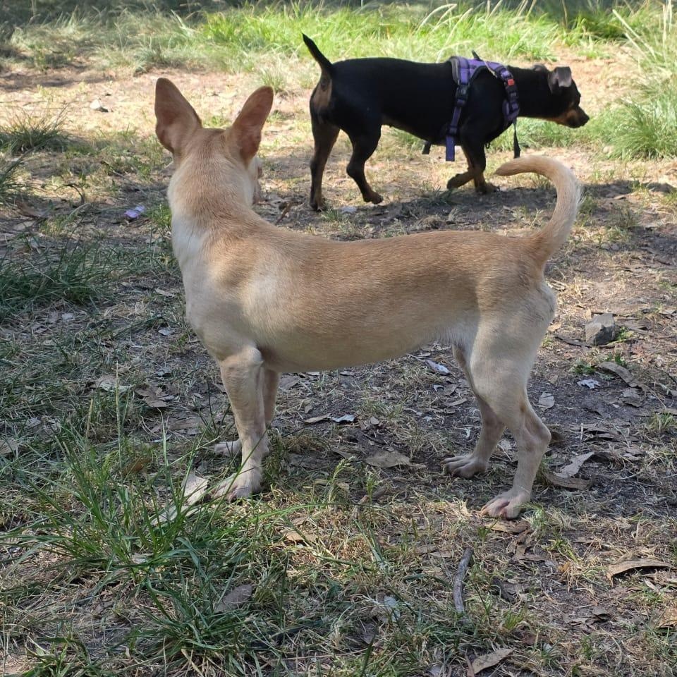 Peaky, an adopted mixed breed in Tijuana, BCN image 4/6