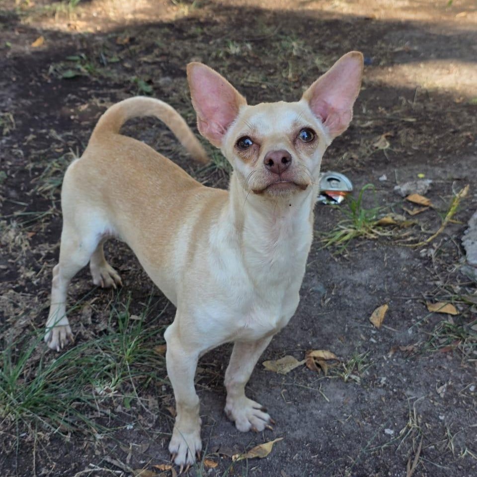 Peaky, an adopted mixed breed in Tijuana, BCN image 2/6
