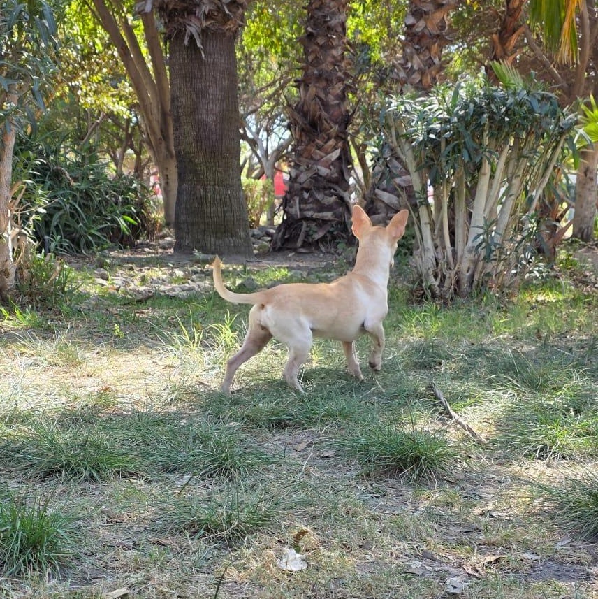 Peaky, an adopted mixed breed in Tijuana, BCN image 6/6