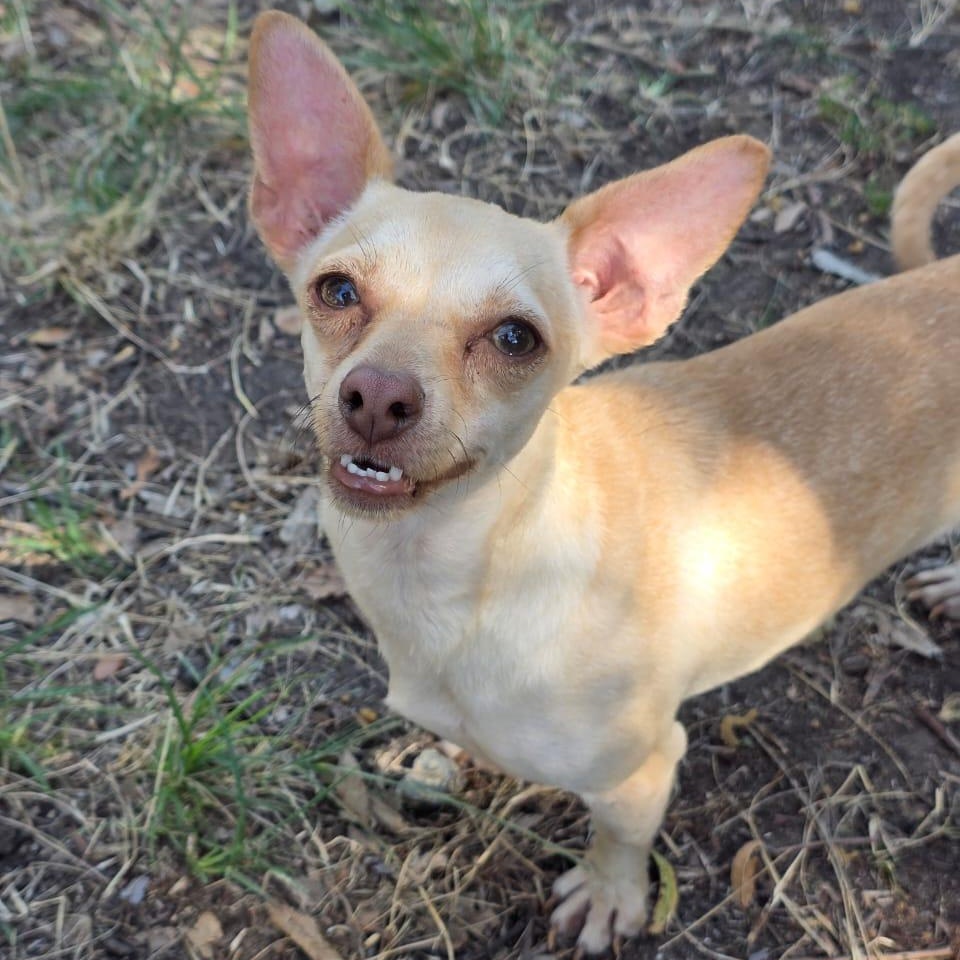 Peaky, adopted, Adult Female Chihuahua & Miniature Dachshund.