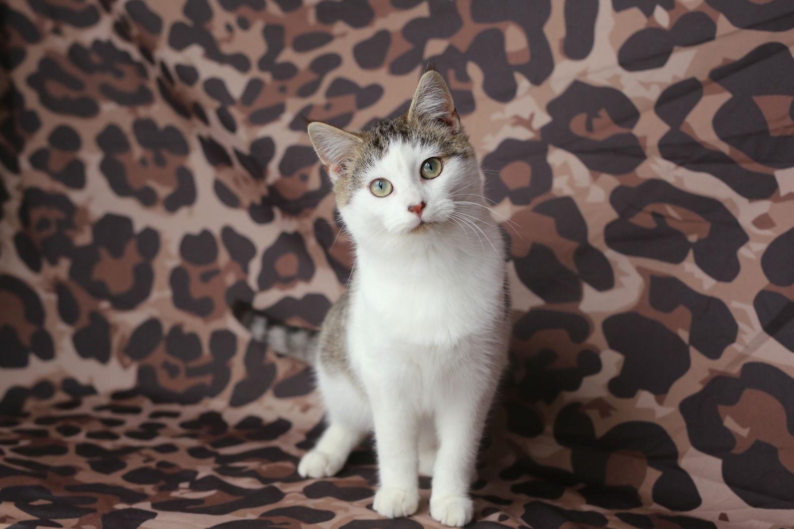 Moxley, Adoptable, Young Male Domestic Short Hair.