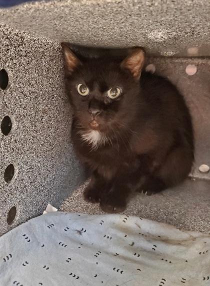 Ratatouille/ Goblin Shark, a Adoptable Domestic Short Hair in Fallston, MD image 1/3