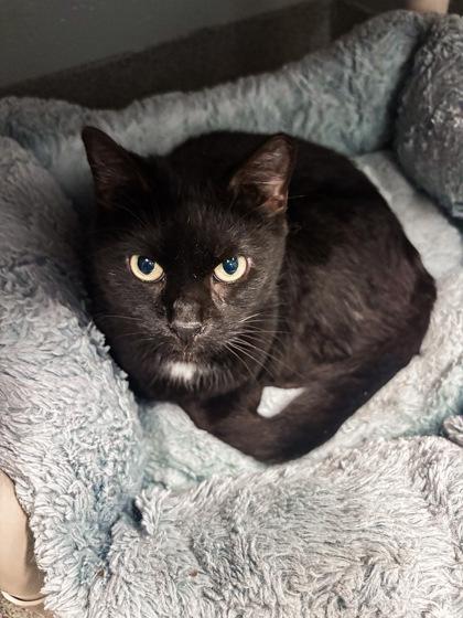 Ratatouille/ Goblin Shark, Adoptable, Adult Female Domestic Short Hair & Domestic Short Hair.