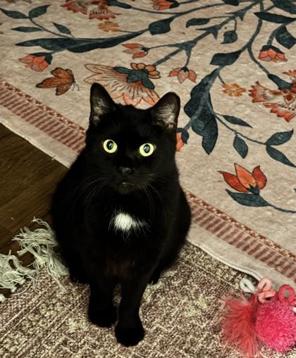 Enlarge Ratatouille/ Goblin Shark, a Adoptable Domestic Short Hair in Fallston, MD image 3/5