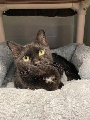 Enlarge Ratatouille/ Goblin Shark, a Adoptable Domestic Short Hair in Fallston, MD image 4/5