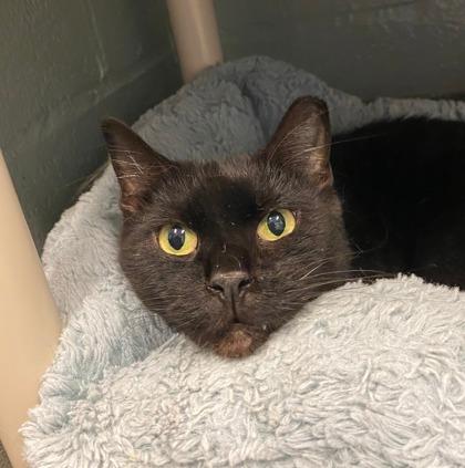 Ratatouille/ Goblin Shark, a Adoptable Domestic Short Hair in Fallston, MD image 3/3