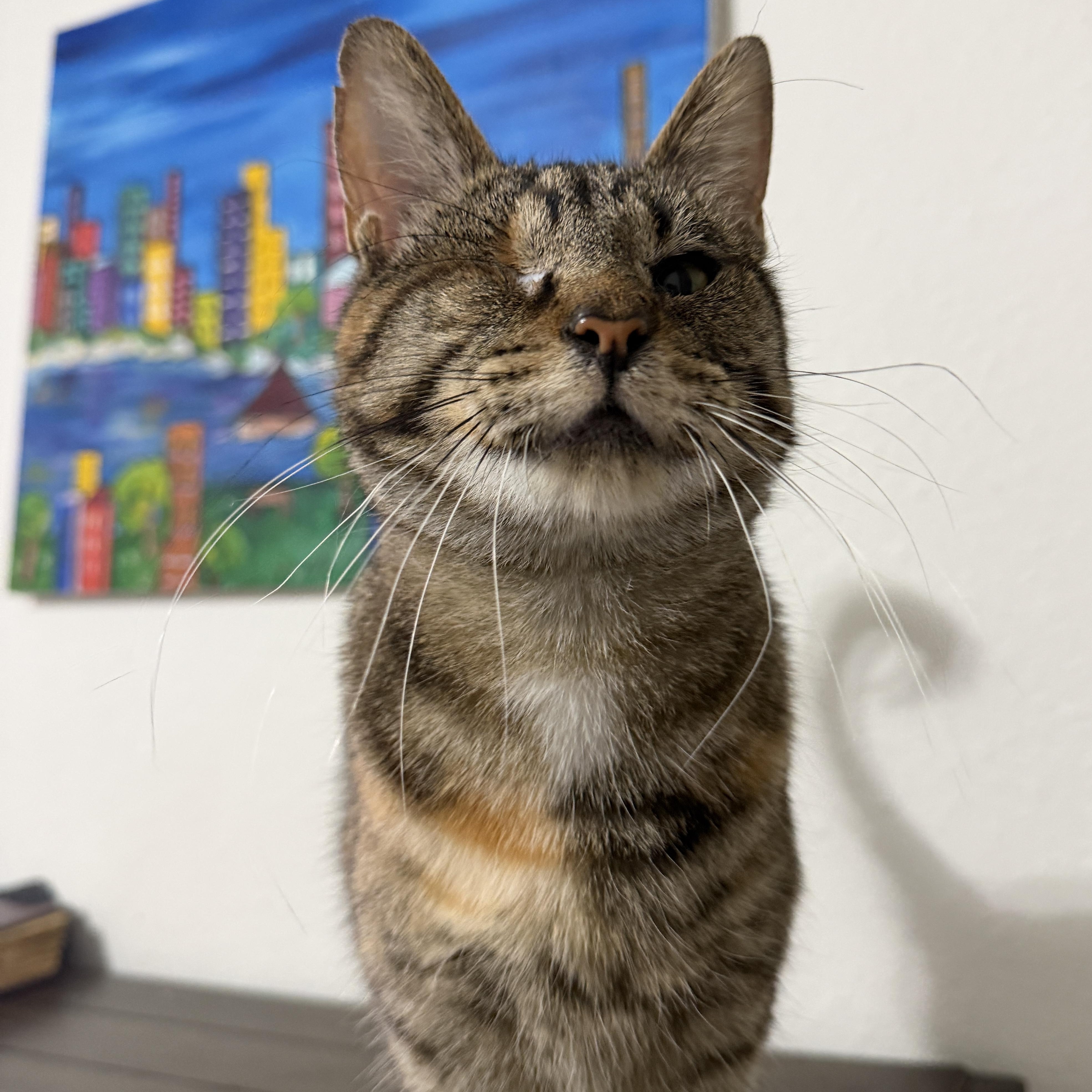 Enlarge Moon, an adopted Domestic Short Hair in Springfield, OR image 1/6