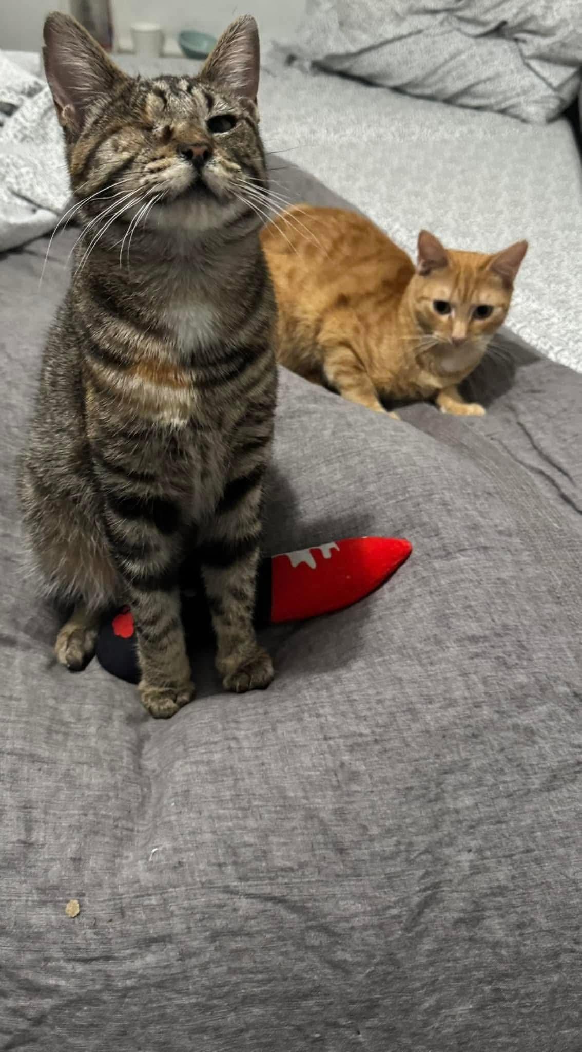 Moon, a Adoptable Domestic Short Hair in Springfield, OR image 2/5