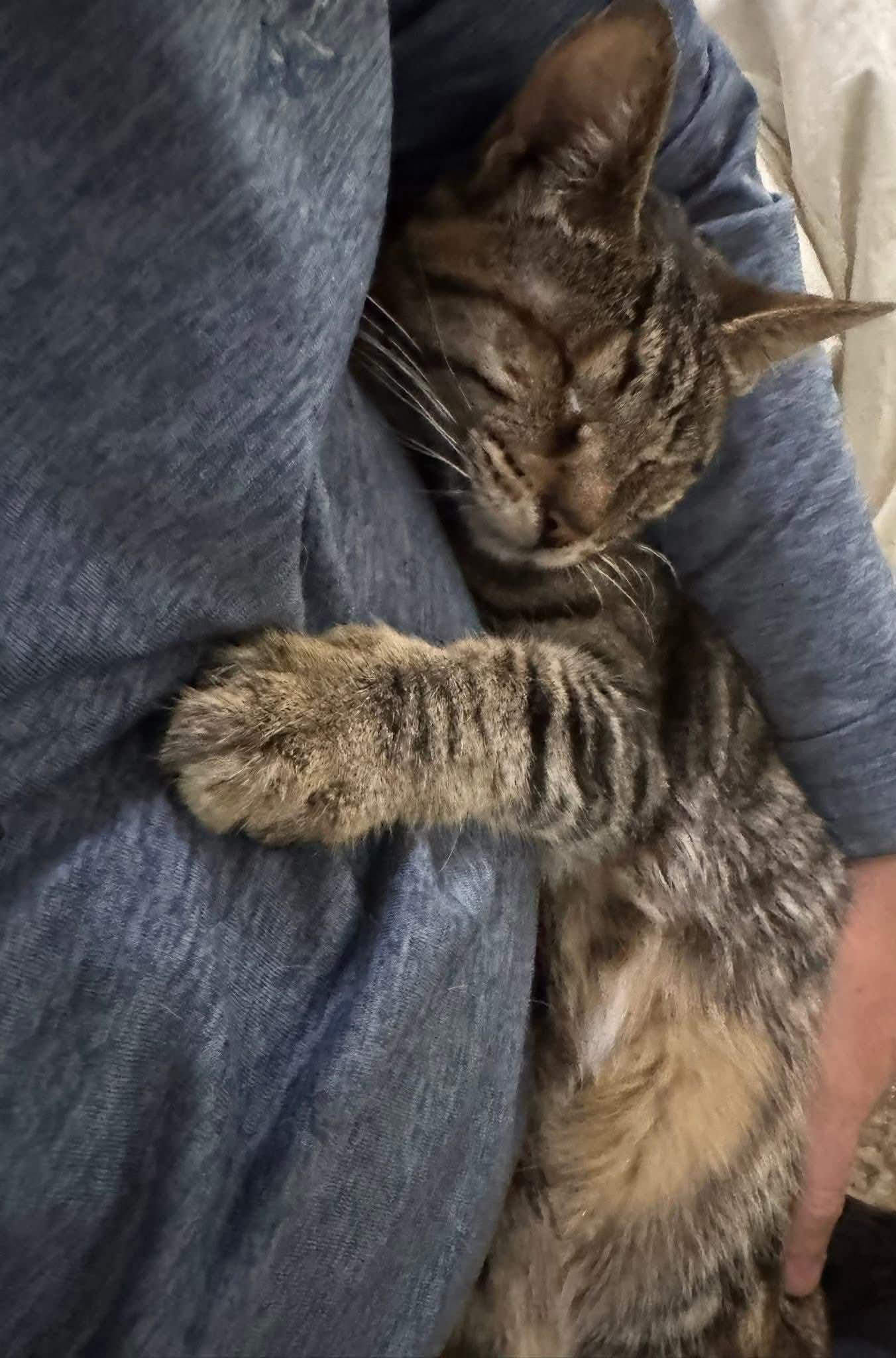 Moon, a Adoptable Domestic Short Hair in Springfield, OR image 4/5