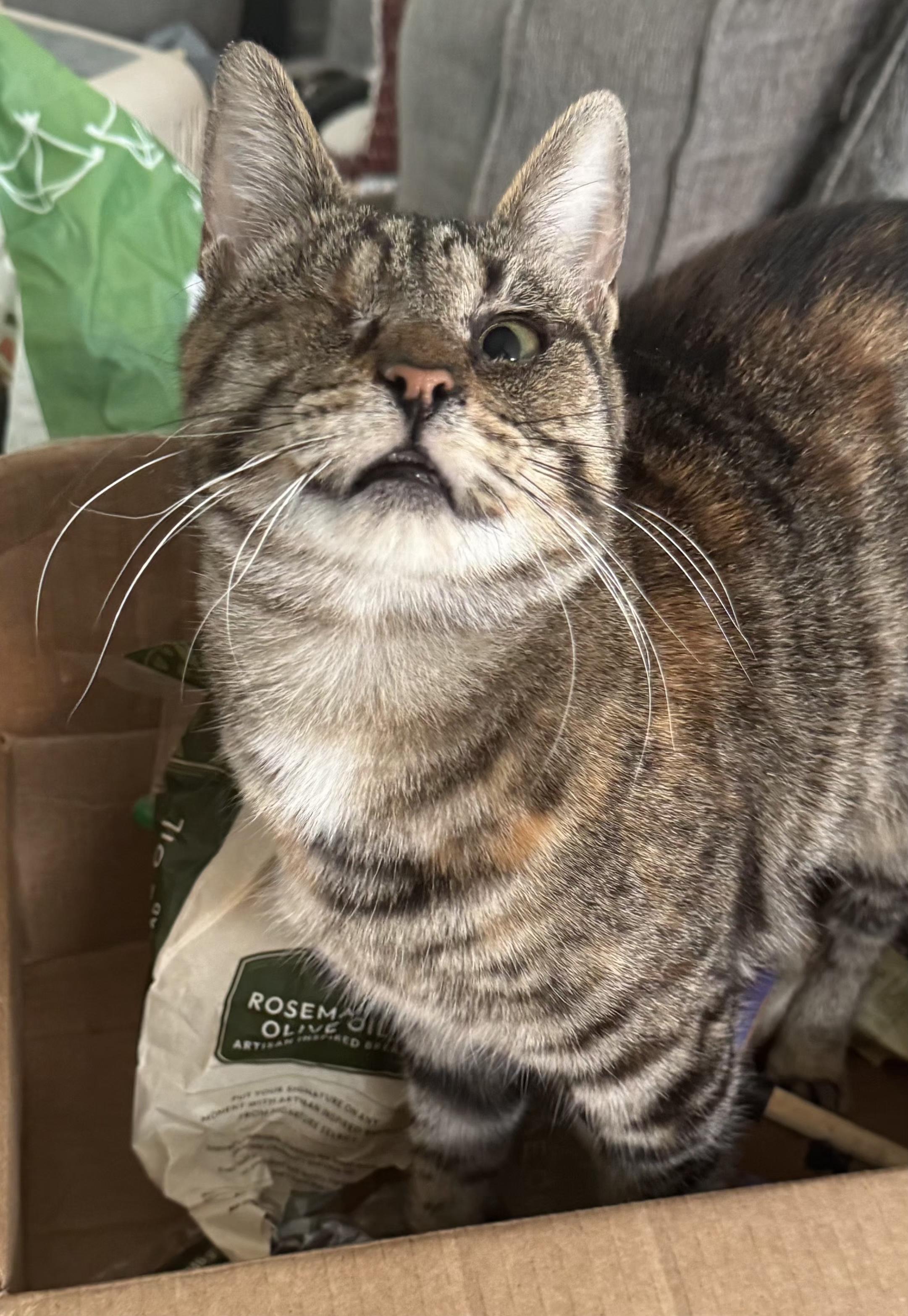 Moon, a Adoptable Domestic Short Hair in Springfield, OR image 5/5