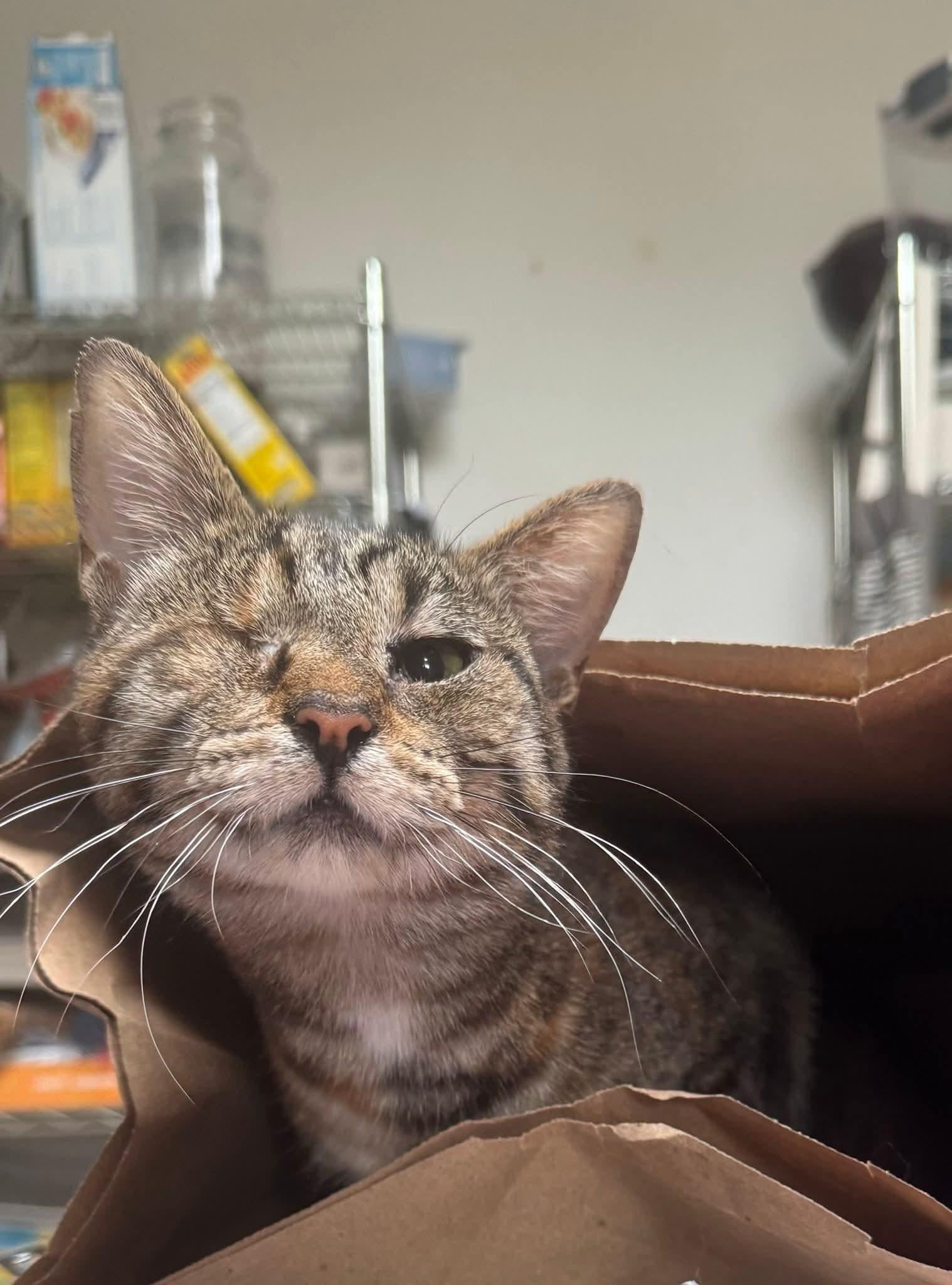 Moon, a Adoptable Domestic Short Hair in Springfield, OR image 1/5