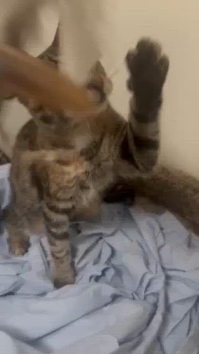 Enlarge Moon, a Adoptable Domestic Short Hair in Springfield, OR video 3/5