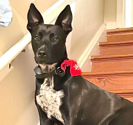 Emilia Fontana, Adoptable, Adult Female Shepherd & Pit Bull Terrier.