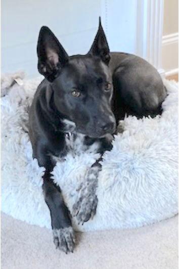 Emilia Fontana **Home for the Holidays 1/2 price!, Adoptable, Adult Female Shepherd & Pit Bull Terrier.