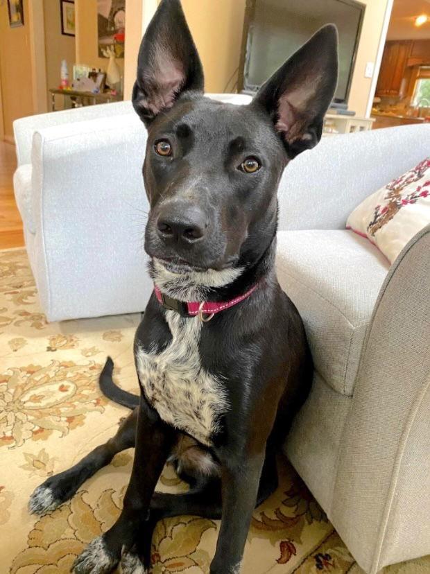 Emilia Fontana **Home for the Holidays 1/2 price!, Adoptable, Adult Female Shepherd & Pit Bull Terrier.