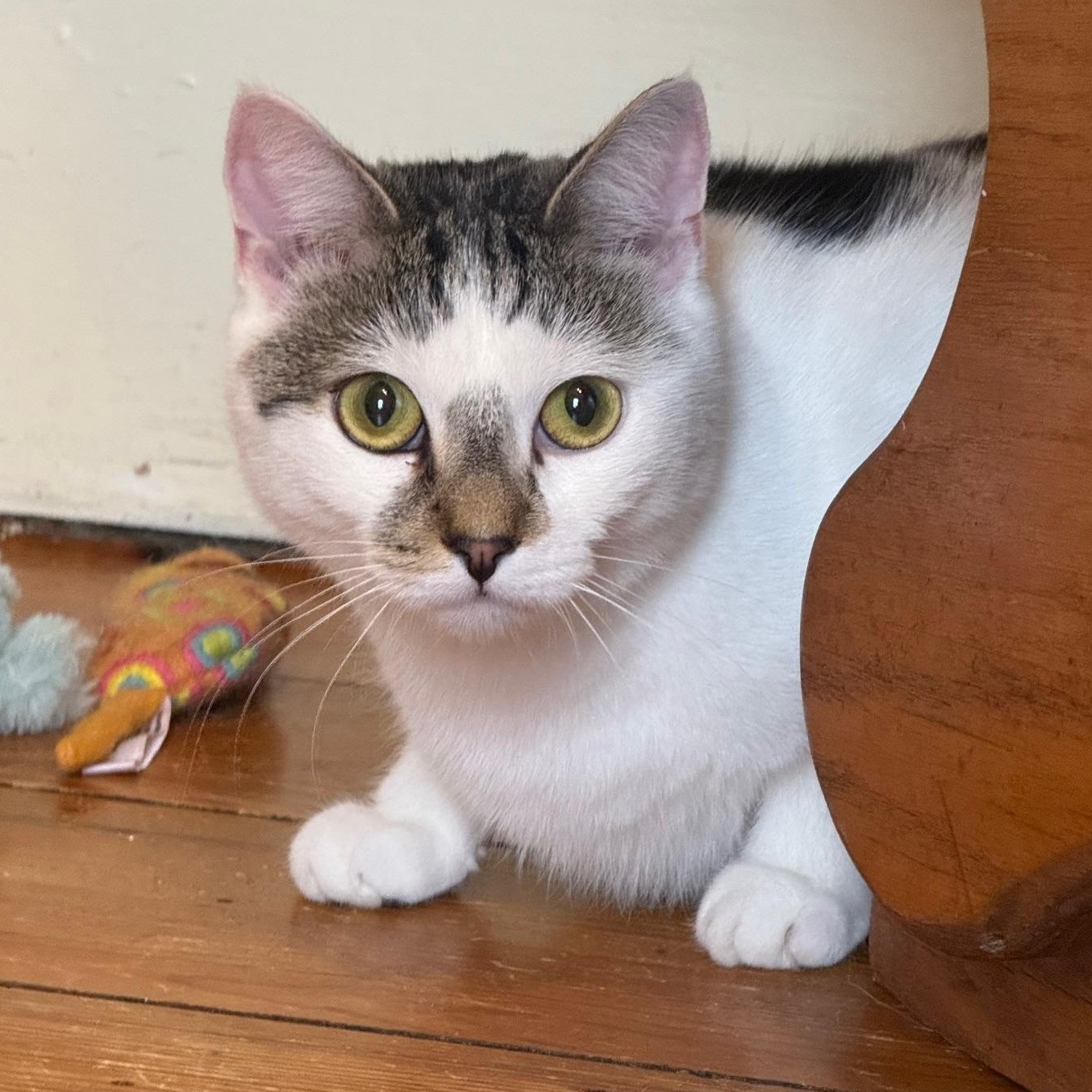 Enlarge Lacey, a Adoptable Domestic Short Hair in Wells, ME image 3/5