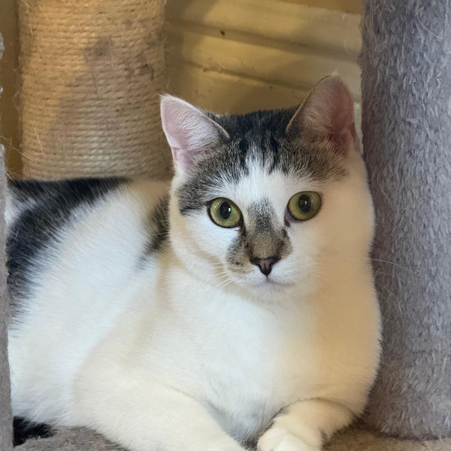 Lacey, Adoptable, Adult Female Domestic Short Hair.