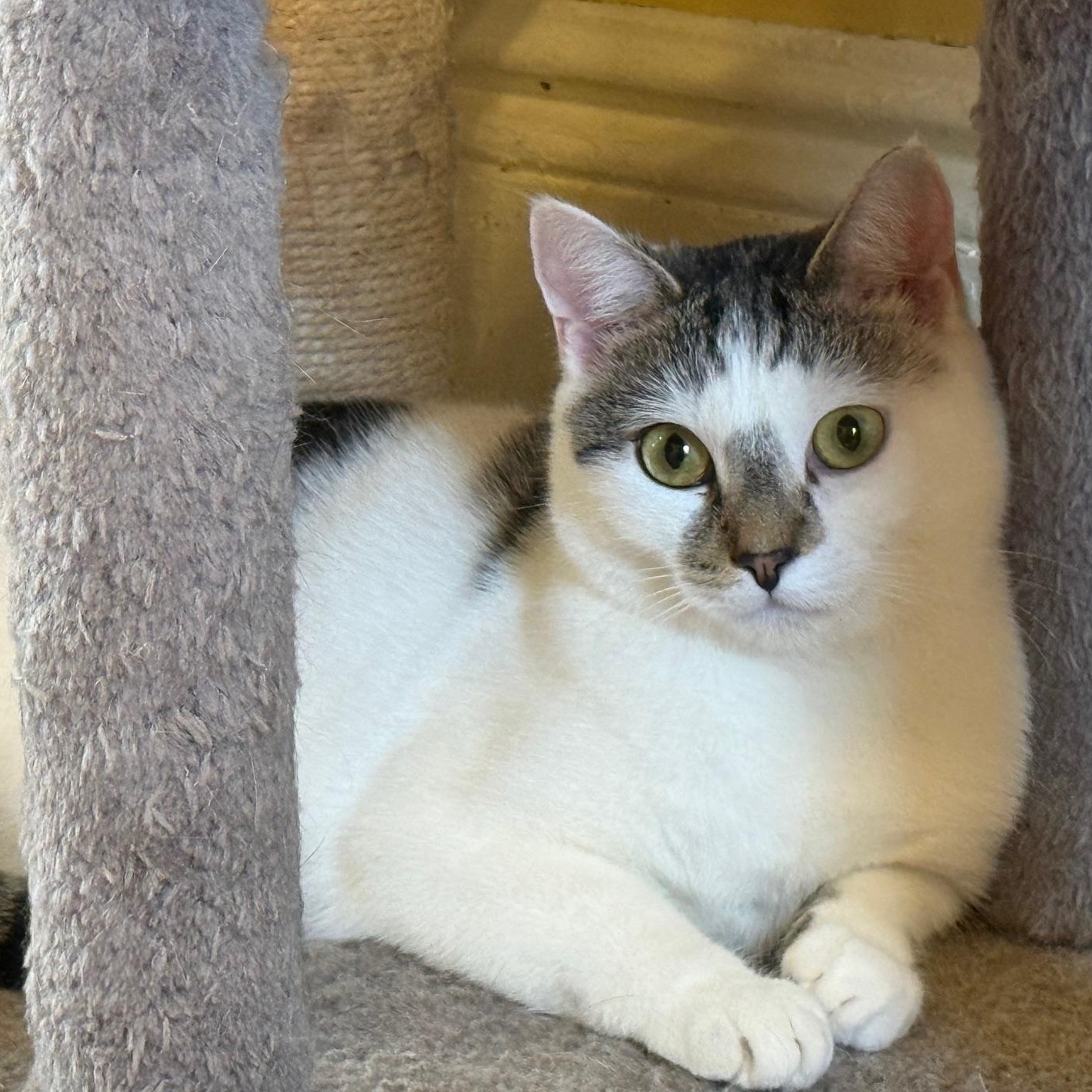 Enlarge Lacey, a Adoptable Domestic Short Hair in Wells, ME image 4/5